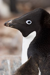 Adelie Penguin