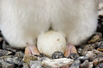 Adelie Penguin Egg