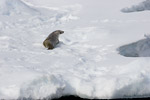 Crabeater Seal