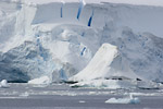 Crabeater Seal