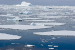 Sea Ice