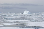 Sea Ice