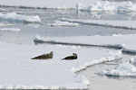 Crabeater Seals