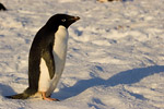 Adelie Penguin