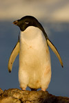 Adelie Penguin