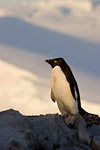 Adelie Penguin