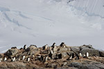 Gentoo Penguins