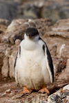 Gentoo Penguin Chicks