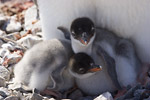 Gentoo Penguin Chicks