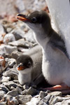 Gentoo Penguin Chicks