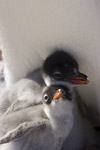 Gentoo Penguin Chicks
