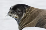 Weddell Seal