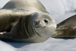 Crabeater Seals