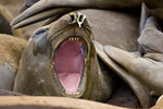 Elephant Seal