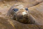 Elephant Seal