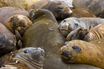 Elephant Seals