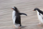 Gentoo Penguin and Chick