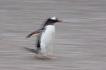 Gentoo Penguin