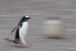 Gentoo Penguin