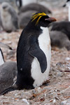 Macaroni Penguin