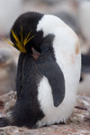 Macaroni Penguin