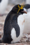 Macaroni Penguin