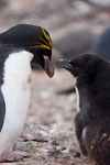 Macaroni Penguin and Chick