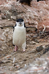 Chinstrap Penguin