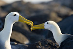 Waved Albatrosses