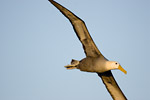 Waved Albatross