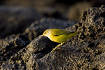 Yellow Warbler