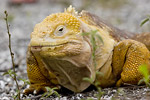 Land Iguana