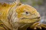 Land Iguana