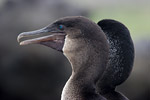 Flightless Cormorants