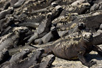 Marine Iguanas