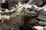 Marine Iguana