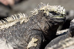 Marine Iguana