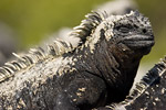 Marine Iguana