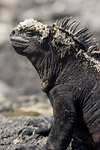 Marine Iguana