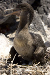 Flightless Cormorant