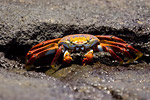 Sally Lightfoot Crab