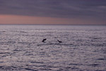 Common Dolphins