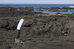 Fur Seal Grotto