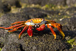 Sally Lightfoot Crab