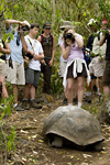 Giant Tortoise and Onlookers