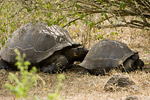 Giant Tortoises