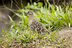 Galapagos Dove