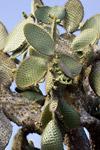 Prickly Pear Cactus