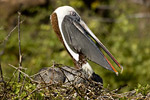 Brown Pelican on Nest
