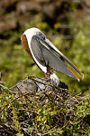 Brown Pelican on Nest